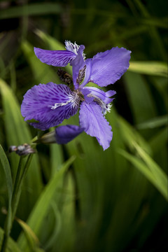 牵牛花