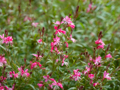 山桃花