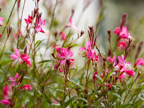 山桃花