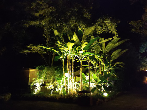 夜景树木