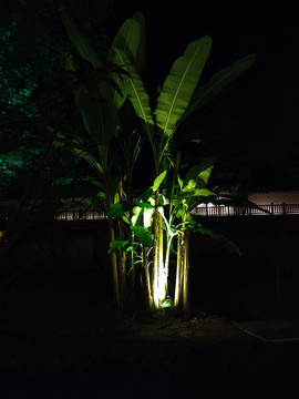 植物夜景素材