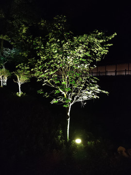 植物夜景素材