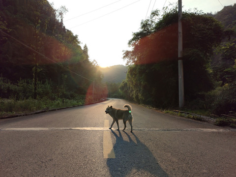 山间小狗小路