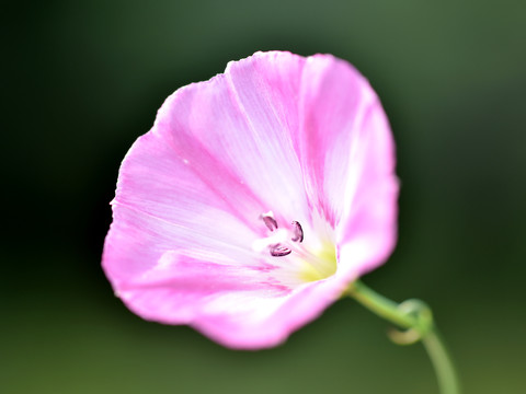 牵牛花