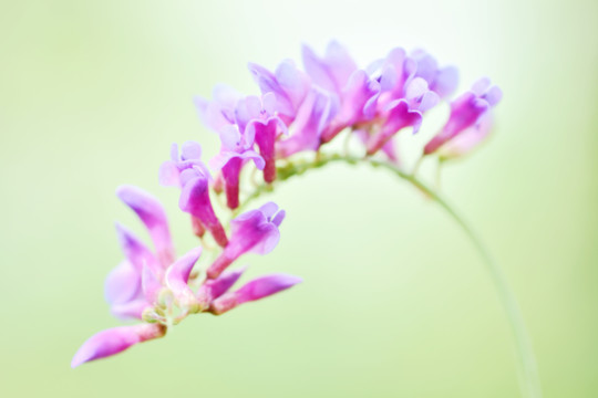 细枝岩黄芪