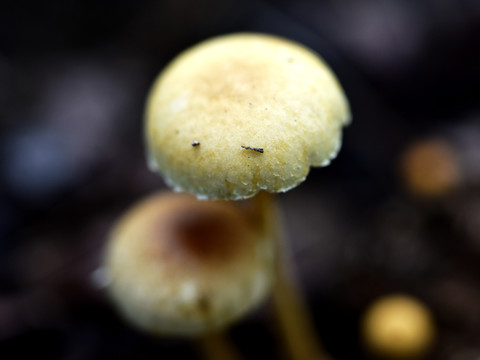 真菌