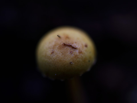 蘑菇