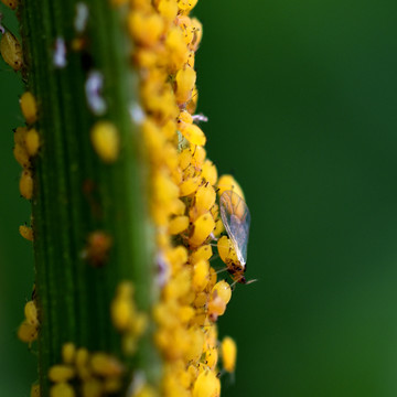 昆虫卵