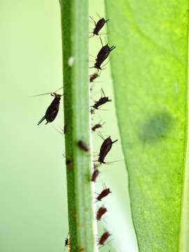 昆虫幼虫