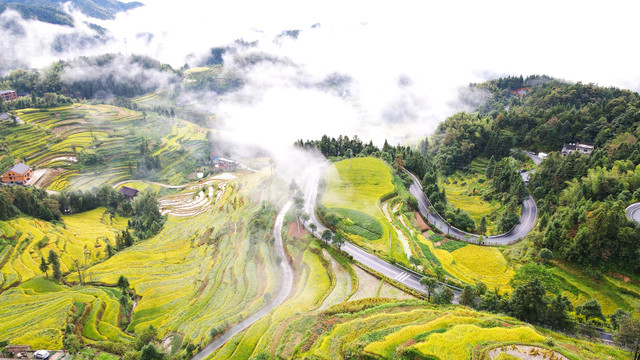 紫鹊界梯田云海秋景航拍高清4K