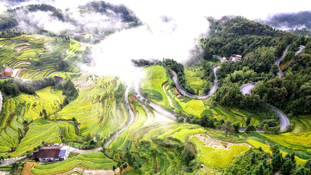 紫鹊界梯田云海秋景航拍高清4K