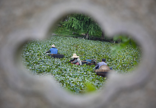 南湖菱采摘