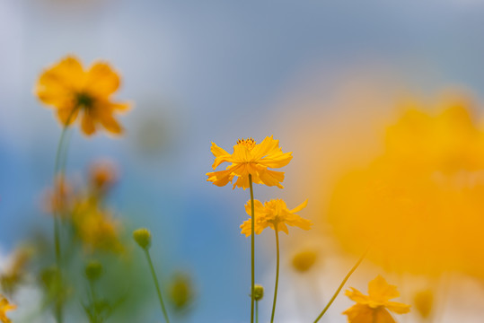 广州海珠湿地公园硫华菊开花