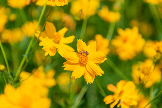广州海珠湿地公园硫华菊与蜜蜂