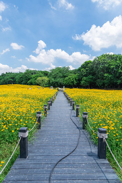 广州海珠国家湿地公园花海
