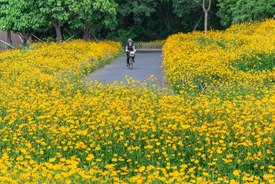 广州海珠湿地公园硫化菊风景
