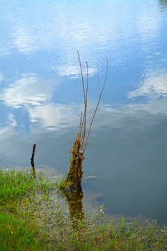 湖边枯枝