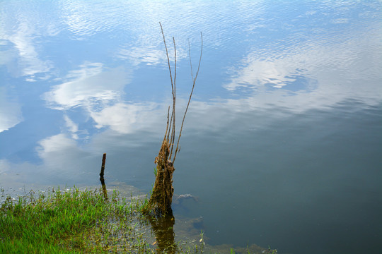 湖边枯枝