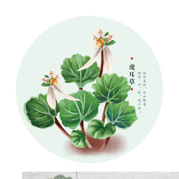 虎耳草