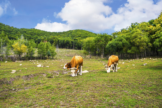 田园牧牛风景