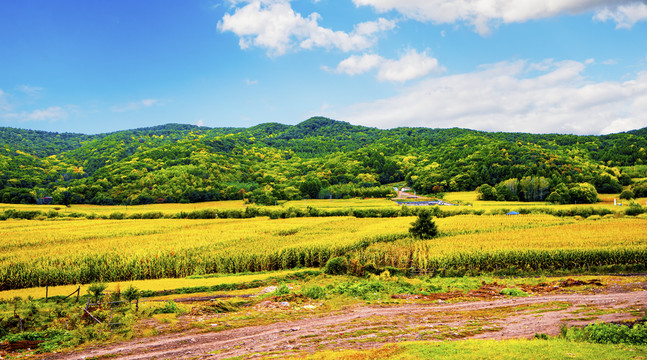 远山稻田风景