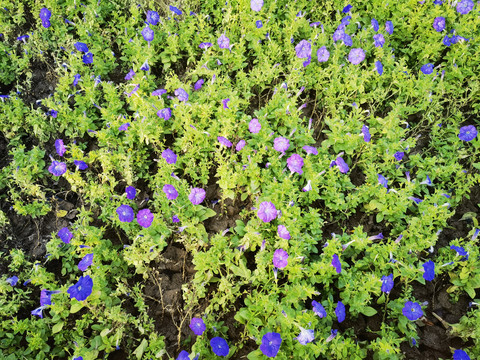 紫色小喇叭花