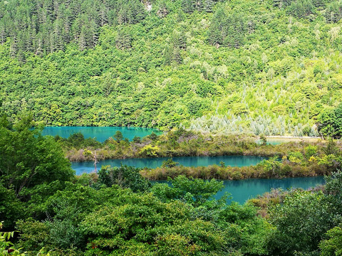 高山植被