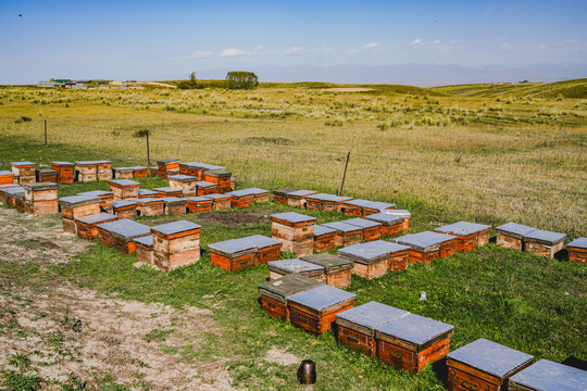 伊犁山花蜜养蜂场