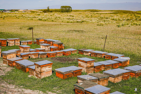 新疆黑蜂养蜂场
