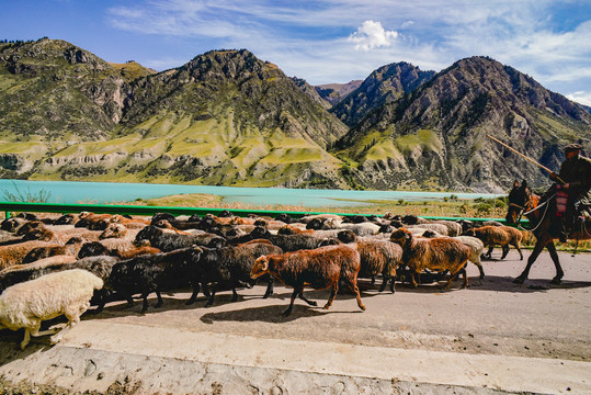 新疆牧民牛羊转场