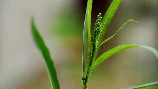 菵草