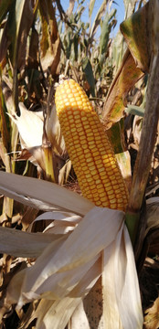 玉米棒子丰收的季节玉米肥料
