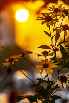 秋天早晨日出逆光的野花