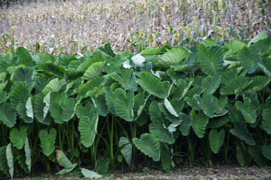 芋头种植