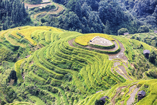 加榜梯田