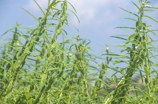 芝麻绿植影像