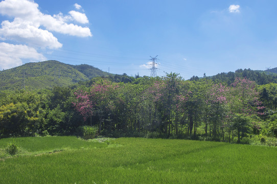 田野林木