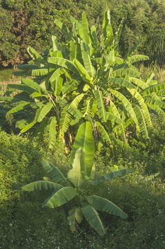 香蕉树影像