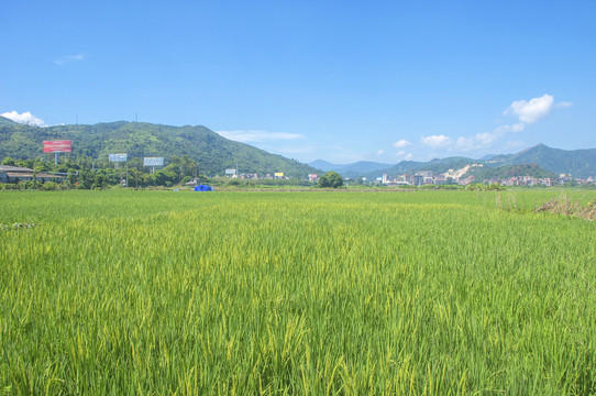 稻田保护区