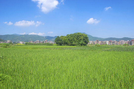环保农业水稻田