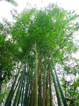 仰拍绿竹