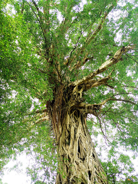 五百多年古榕树
