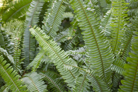 蕨类植物