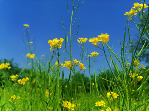 油菜花