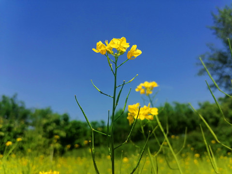 油菜花