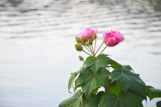 木芙蓉