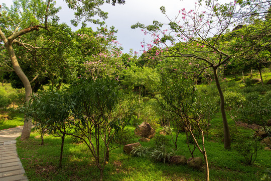 南宁青秀山风景区桃花岛桃树