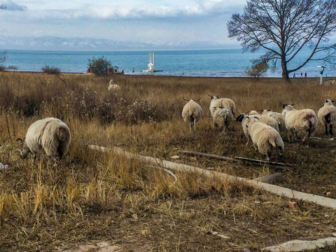 湖畔羊群