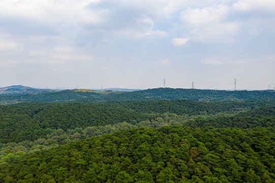 树林和远处的高压电塔