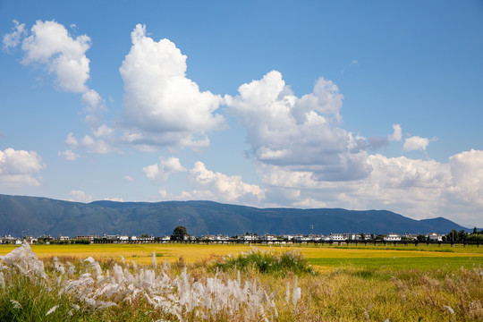 稻田